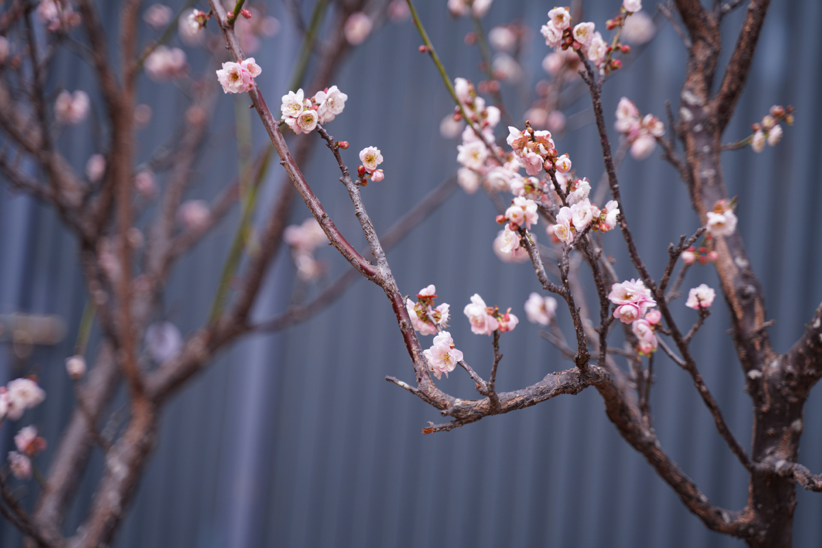 梅花,梅园,梅林,深圳福田梅园,繁花似锦,繁荣,逆光,自然美,公园,城市