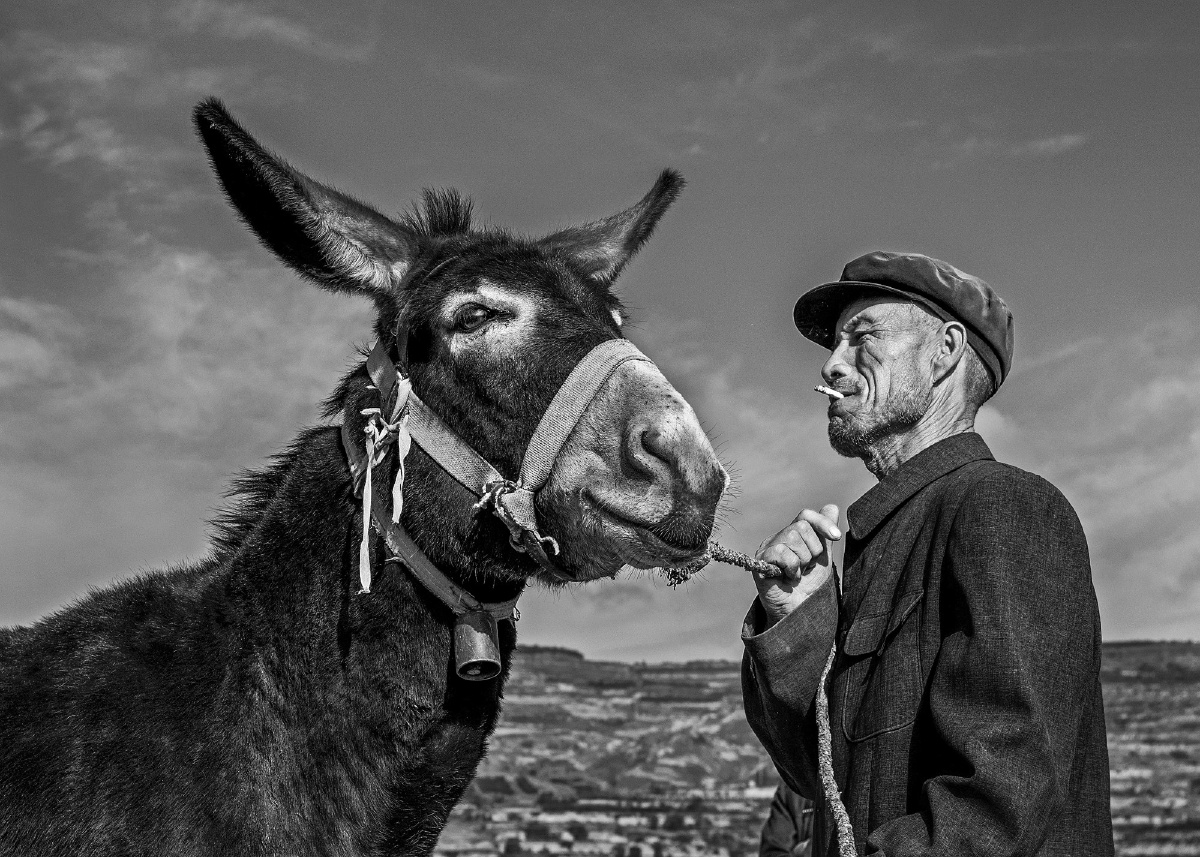 期望着这头驴能卖个好价钱.