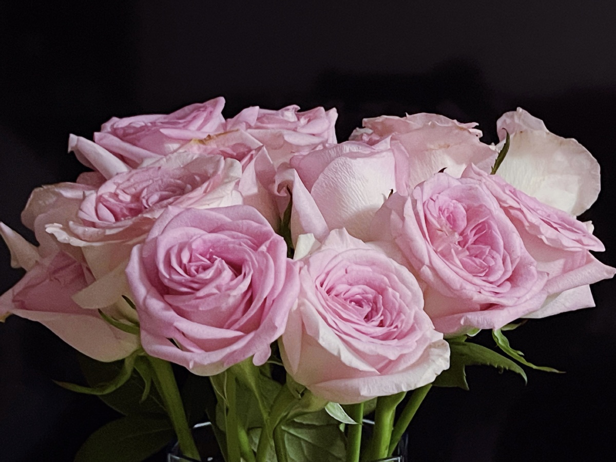 洛神玫瑰与传奇玫瑰