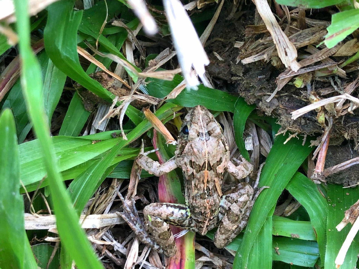 草蛙- 摄影紫贝壳 - 图虫