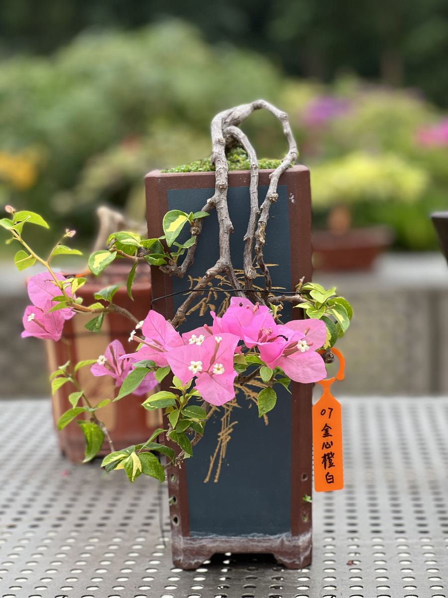 勒杜鹃盆景 - 摄影紫贝壳 - 图虫