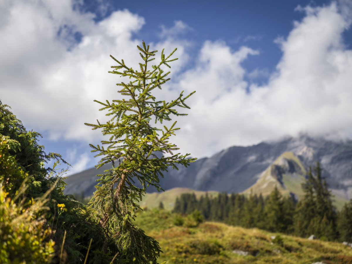 此图是先用的三张拼接全景图,其中一张重曝了月亮,然后用ps做了极坐标