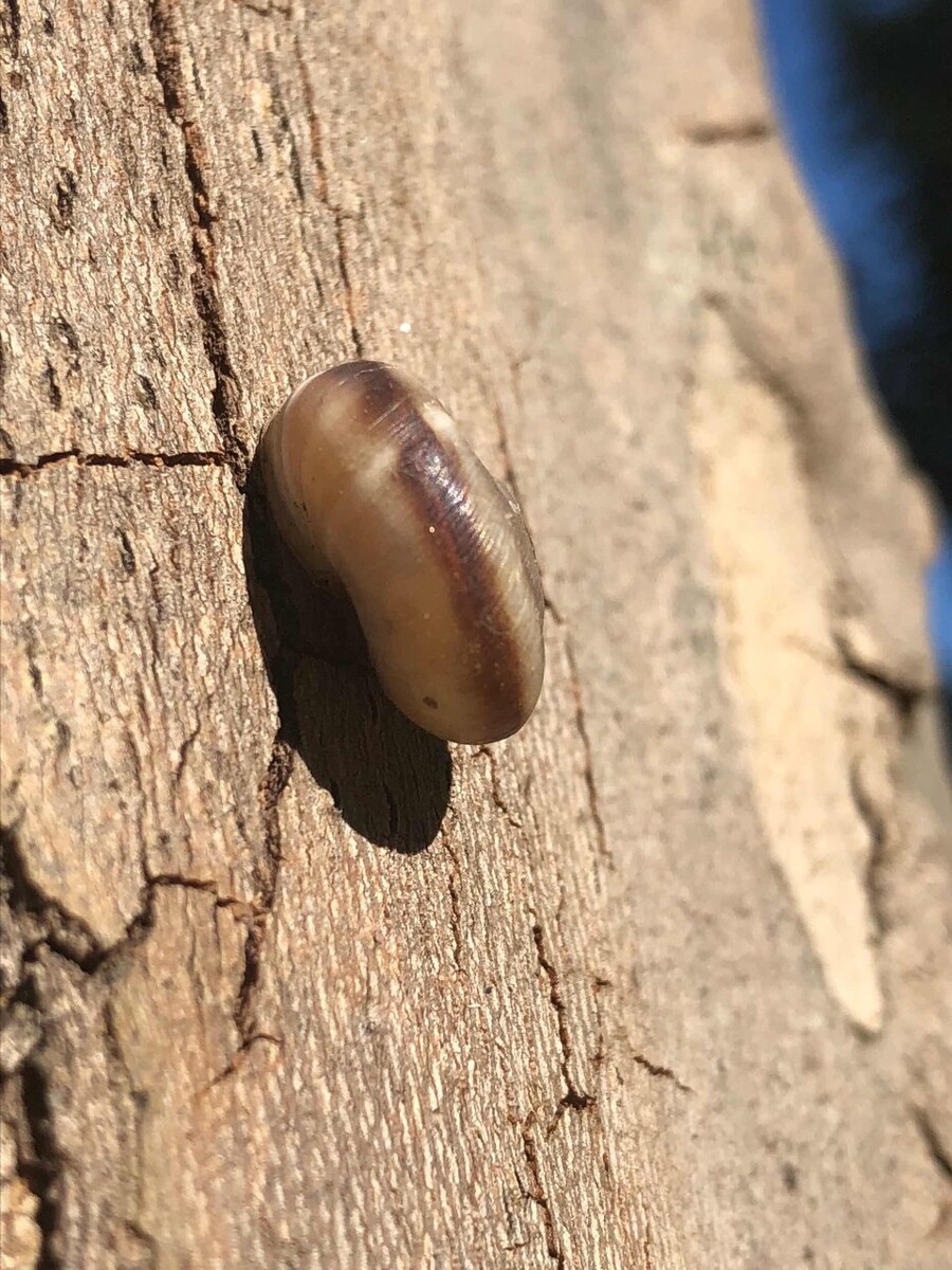 什么木可以驱虫驱蚊
