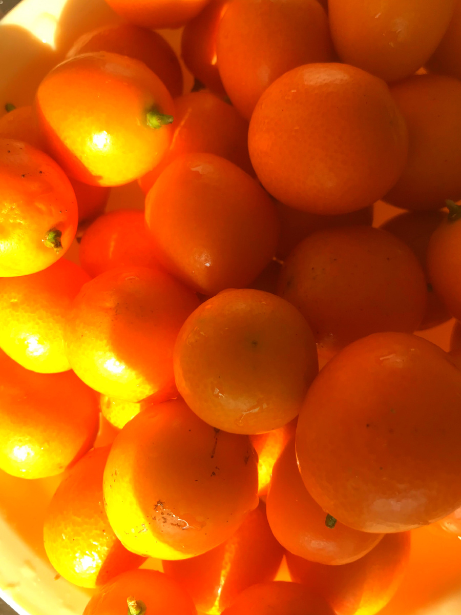 金钱桔,外观橙红,果实比较小,圆球形,美 - 静闪 - 图虫