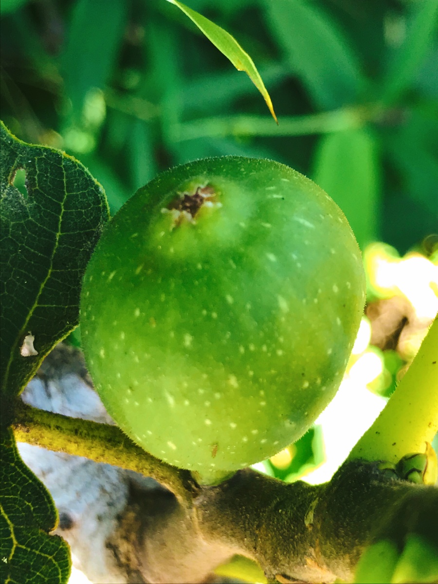 美味无花果无花果树是桑科榕属果树,是常见的果树之一.
