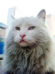 猫嫂