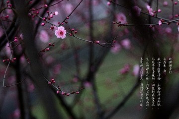 _T5A5467--