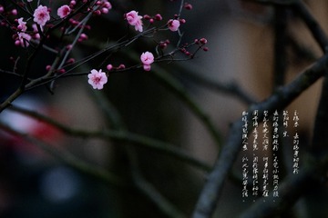 _T5A5465--