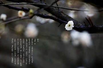 _T5A5455--