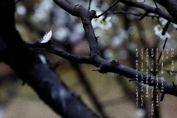 _T5A5441--
