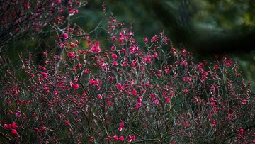 _T5A2918宽幅-
