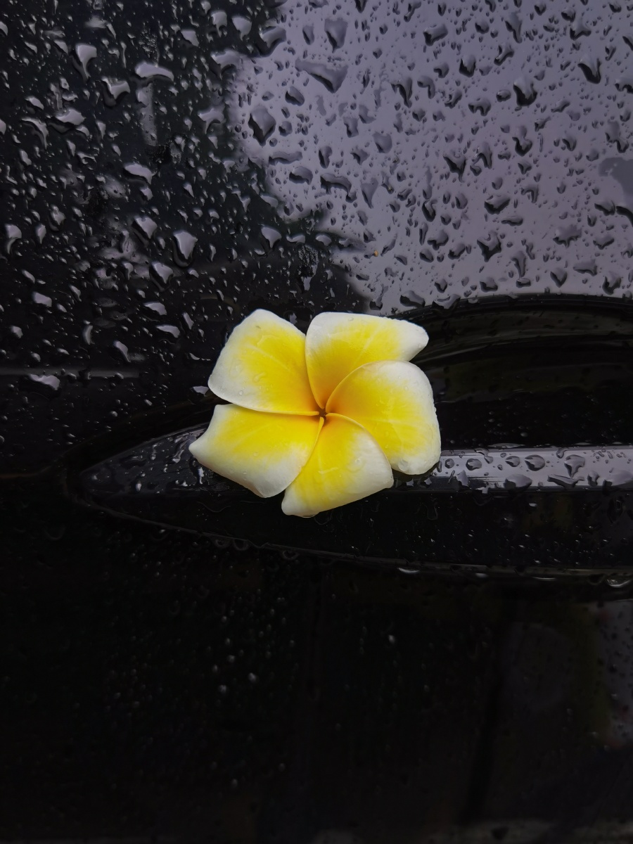 世中逢尔,雨中逢花.