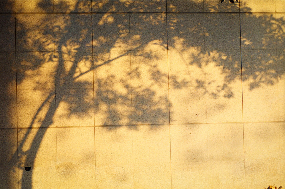 13210001 br /> 又如果树的影子不落在那面墙上,我对那棵树根本没兴趣