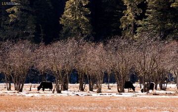 DSC_6362.jpg