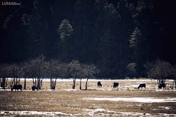 DSC_6365.jpg