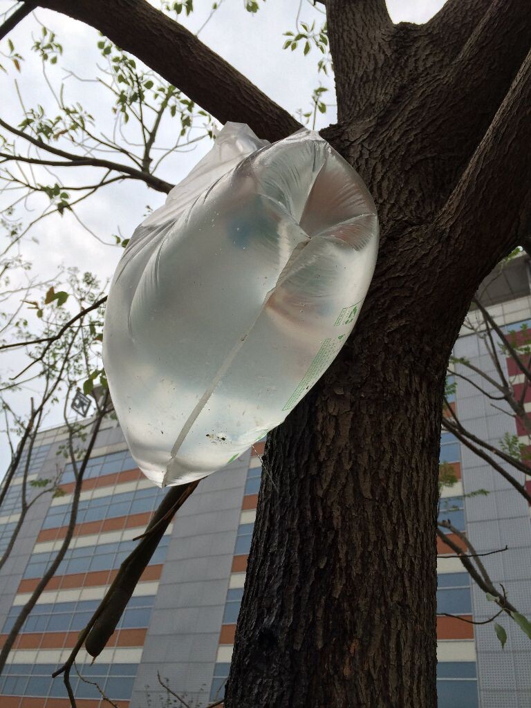  5月24日，南京江北大道，马路边新栽的树上挂着的水袋。补水不只是对女人很重要。