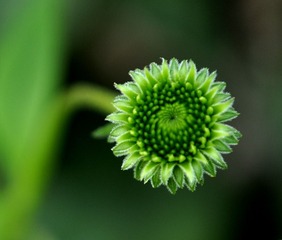 松果菊的花萼