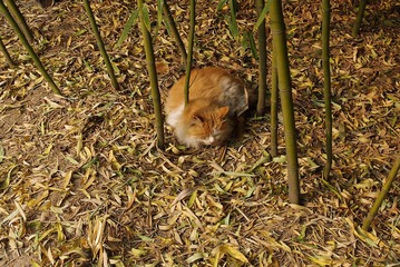秋日懒猫