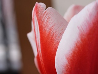 _9274595