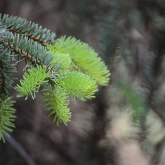 DSC_0197_