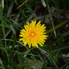 DSC_0245_