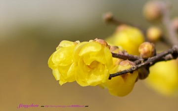 SZWP0897
