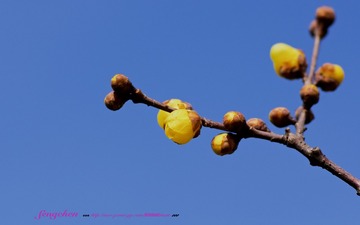SZWP0903
