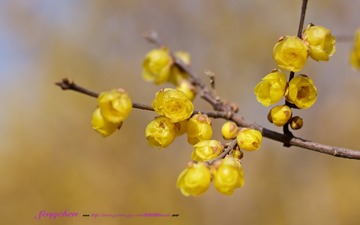 SZWP0932