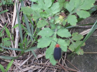 IMG_0148_1