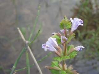 IMG_0052_1
