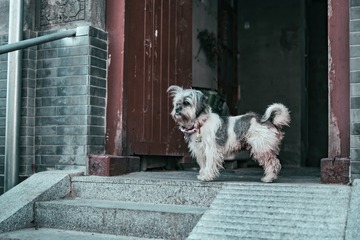 护院者