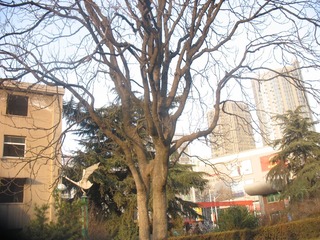 shenghuo 065