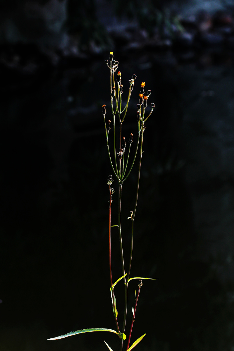 寒风中,纤纤细草.