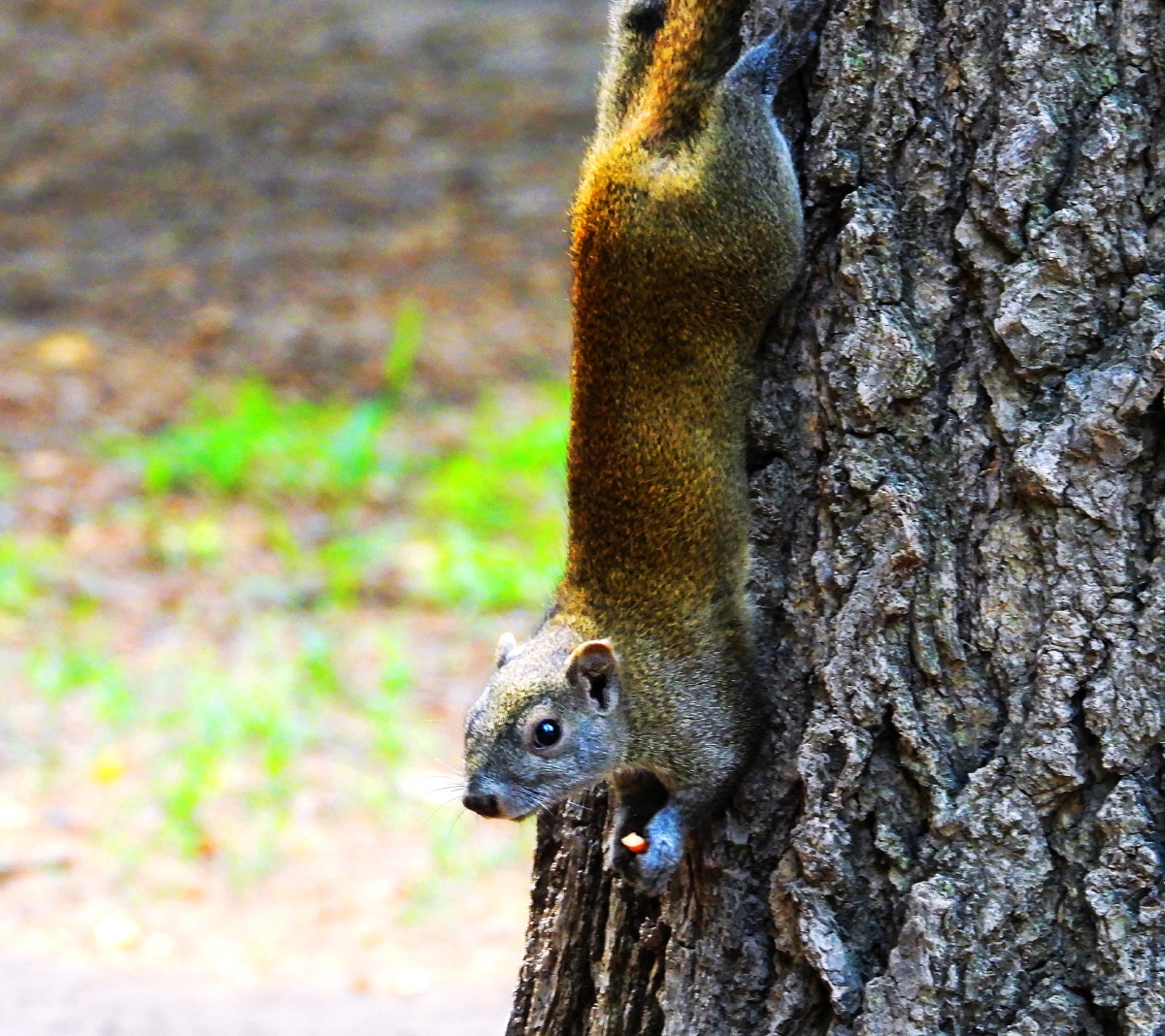 萌松鼠2021612拍摄于北京天坛公园