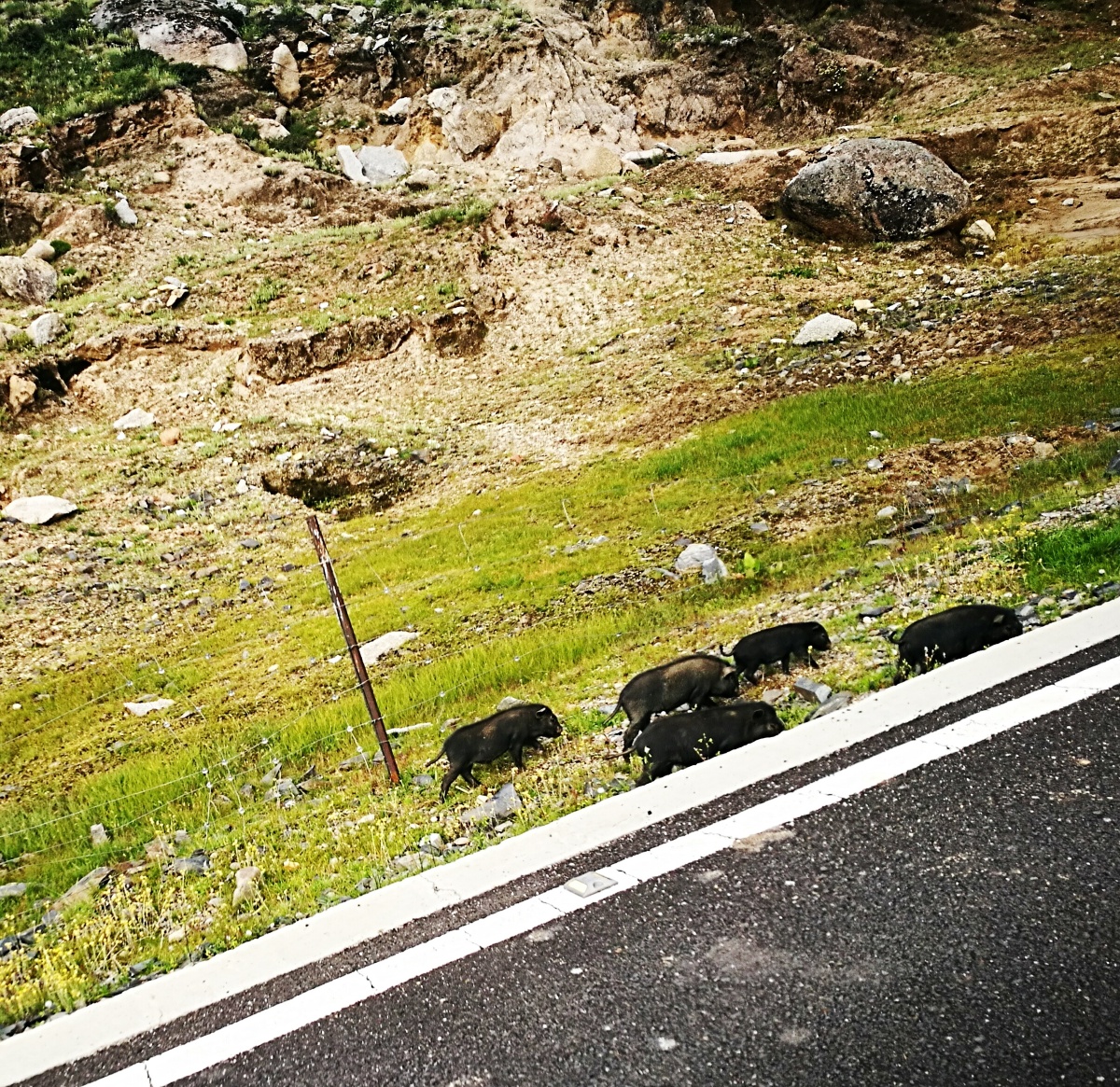 路边漫步的小藏香猪