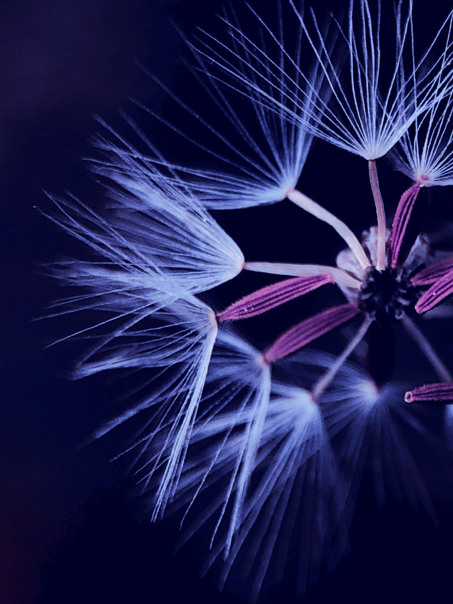 伞兵蒲公英的花瓣像一个个伞兵. - 潇洒卡丁爱摄影 - 图虫