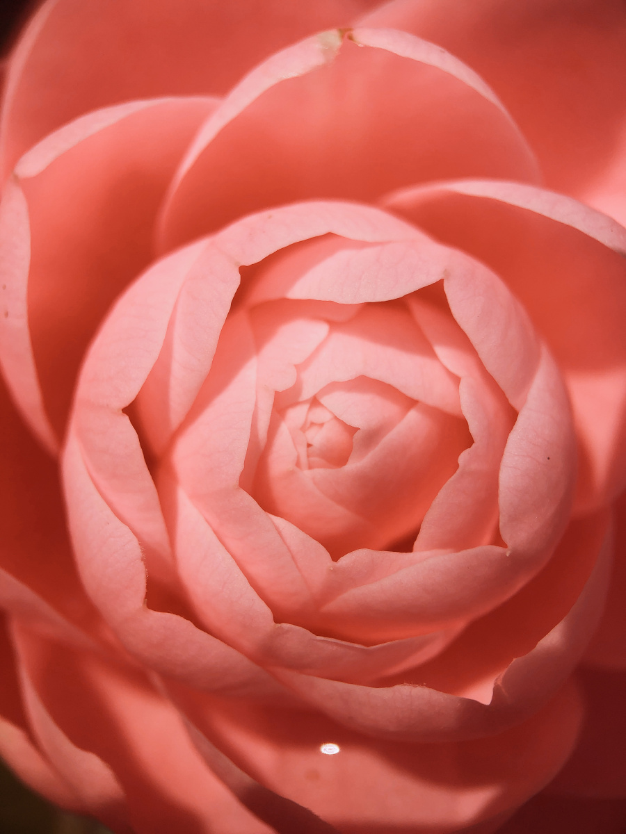 花瓣山茶花的花瓣