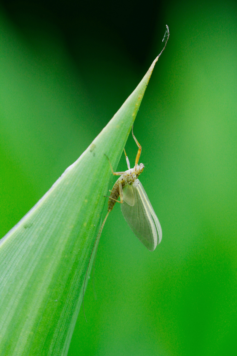 栖息在绿色植物上的蜉蝣