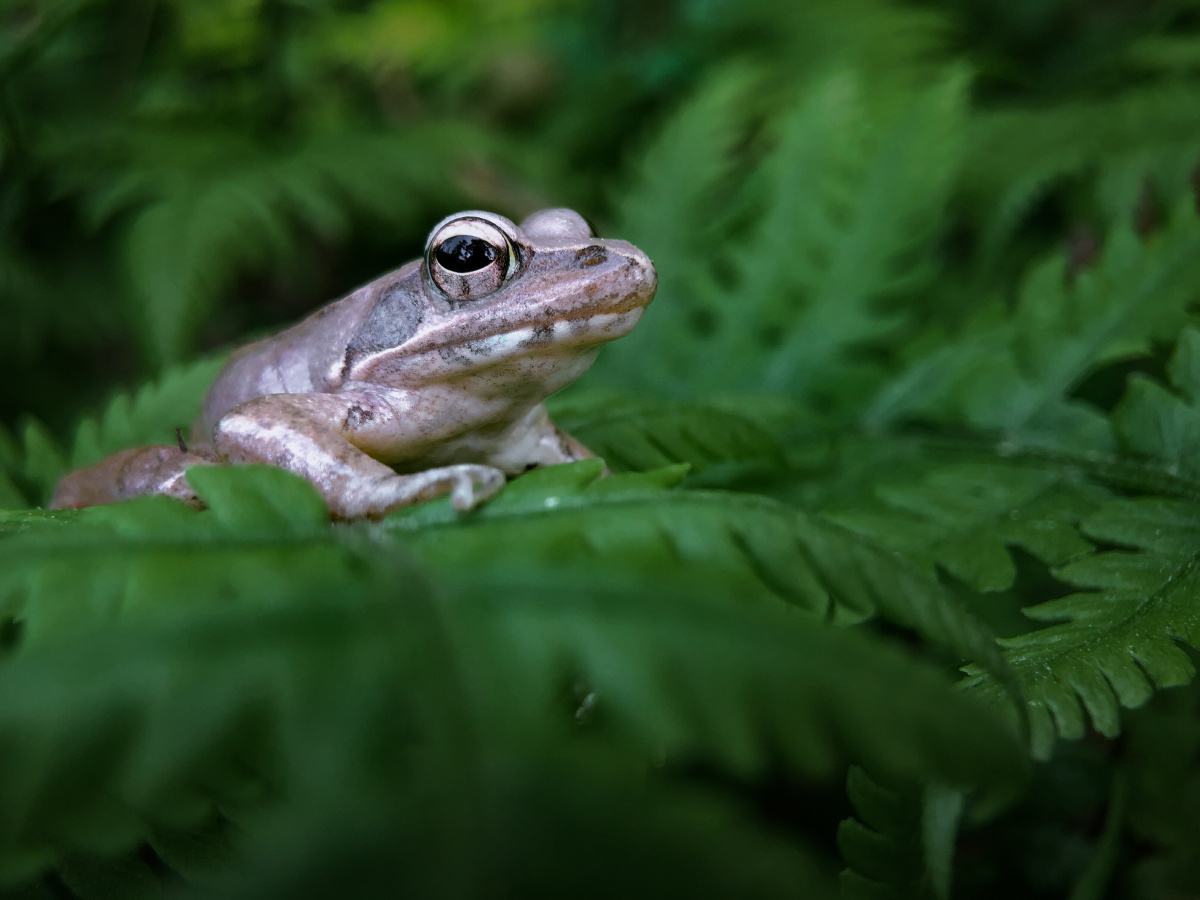 蛙哥站在绿植上的青蛙