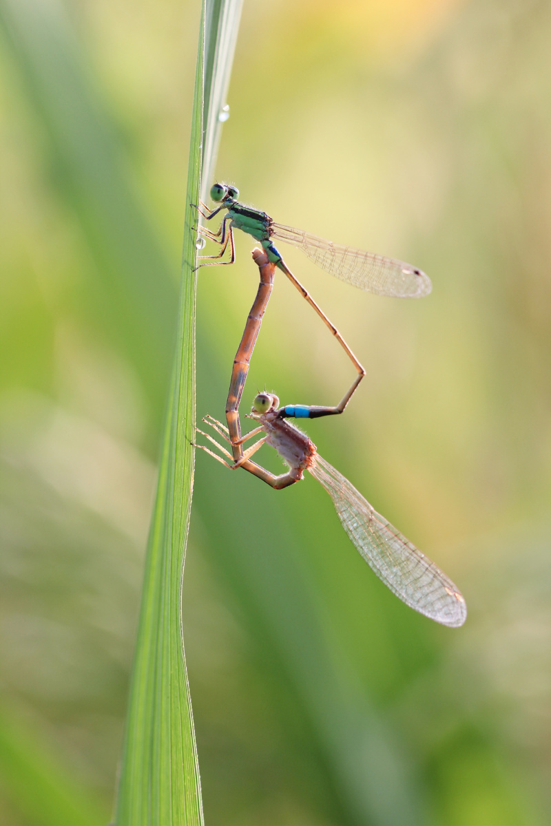 豆娘夏季,豆娘在稻田里繁衍生息. - 潇洒卡丁爱摄影 - 图虫