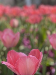 BB277DD4-D58A-4F10-8F83-47841A46CB3D/L0/001
