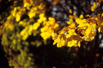 Image11.jpg