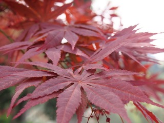 P4070033