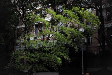 DSC09778-1