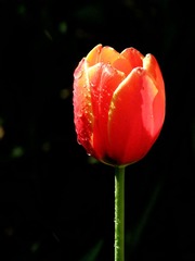 P5015007