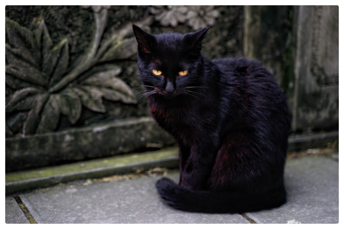 黑猫警长黑毛配红眼煞