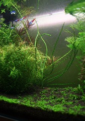 aIMG_7419