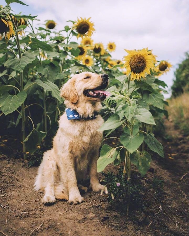 向日葵的微笑o_o - 图虫网 - 优质摄影师交流社区