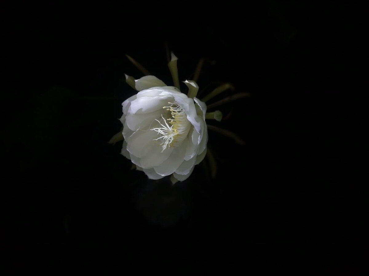 你喜欢我像朵花~<br />
那花凋谢了呢？