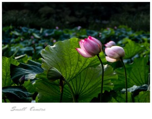 IMG_1391-1_